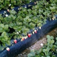 哪里草莓苗价格便宜？