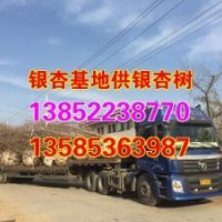 银杏小苗价格_银杏小苗价格_兴隆银杏(查看)