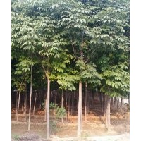 绿化苗木低价供应