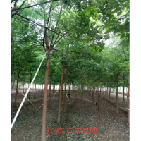河北国槐基地10公分保定国槐价格二次定杆国槐图片