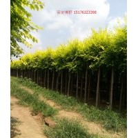 河北金叶榆树苗基地，保定金叶榆球价格，地接、高接、矮接金叶榆