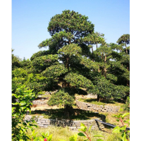 长期供应各种规格罗汉松