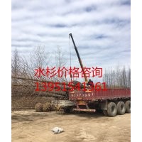 供应16公分水杉