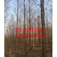 供应13公分水杉 水杉基地