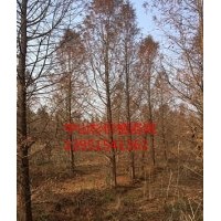 供应18公分中山杉