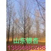 30公分银杏树