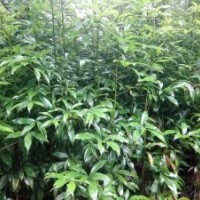 大量供应1.5米高的金丝楠营养杯苗