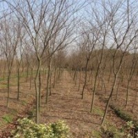 2017年榉树的价格