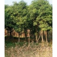 直径10公分以上，高2.5米以上的扁桃树地苗出售