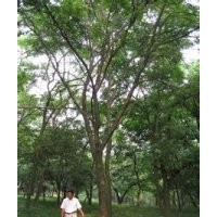 出售15公分精品黄连木20公分多杆黄连木报价