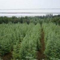 山东3米高雪松一级苗价格山东3.5米高雪松一级苗价格