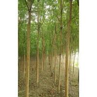 河北国槐 保定国槐 定兴县国槐5-10公分