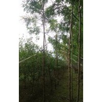 河北北栾 保定北栾 定兴县北栾4-7公分