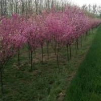 河北榆叶梅 保定榆叶梅 定兴县榆叶梅3-8公分