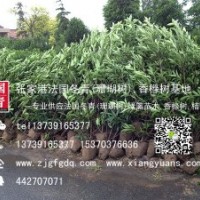 法国冬青,珊瑚树,青珊瑚,法青,法冬