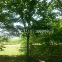 销售榉树的产地有哪些，价格是多少