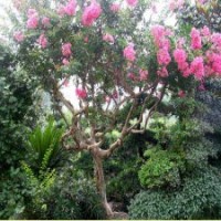 9公分紫薇花，245元装车，保质保量