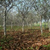 11公分垂丝海棠，装车价730元，江苏货源