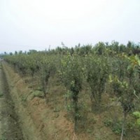 产地直销4公分的垂丝海棠，大量货源