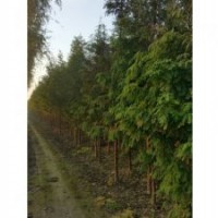 大量供应各种规格水杉水杉价格东台水杉