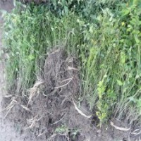 棣棠花的繁殖方法及注意事项