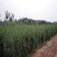 150公分高刺柏_装车价11元_江苏货源