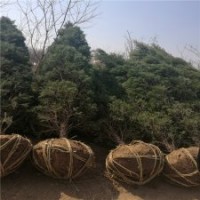 300公分高的塔柏的市场价是多少