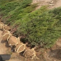 江苏基地常年销售50-300公分高的塔柏