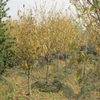 哪里有小规格的腊梅小苗出售？