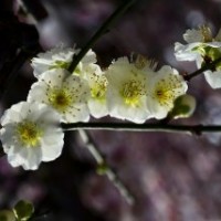 江苏大量6公分的绿梅花，量大优惠