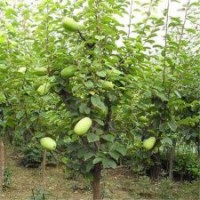 木瓜海棠与北美海棠的区别及价格