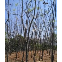 大量供应蓝花楹、黄葛树