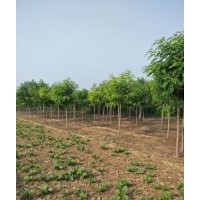 河北6公分香花槐价格