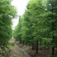 水杉树常年批发供应水杉树价格优惠，规格有3-15公分