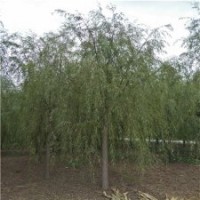 柳树树苗，出售柳树，8公分柳树价格