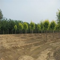 金叶榆树苗，金叶榆，20公分金叶榆价格