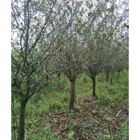 供应精品红枫海棠鸡爪槭红梅红叶李红叶石楠樱花桂花