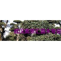 5-60公分香樟销售