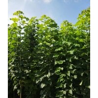 淮阳楸树苗 梓树苗 太康楸树