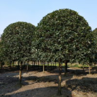 桂花树种植，桂花树采购，如何种植桂花树