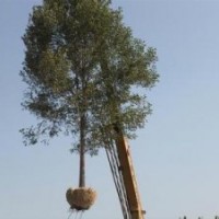 山东国槐产地报价，现在精品10公分国槐出售