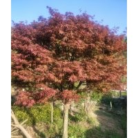 专供红豆杉，红枫，青枫，鸡爪槭，垂丝海棠，樱花，红梅，茶花