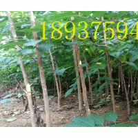 提供直径4-7公分杜仲树苗，千棵左右