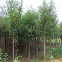 保定市博野县8公分榆树
