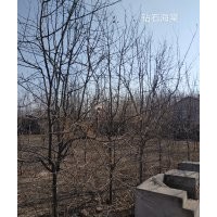 钻石海棠，花楸，紫叶稠李