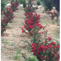 丛生紫薇 - 优质商品价格丛生紫薇根系发达,农户直销多分枝丛生紫