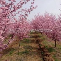 美人梅产地直销2-12公分货源，都是质量好的低价苗