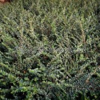 平枝荀子的批发价格是多少？