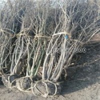 质量好的丛生紫薇哪里能买得到？