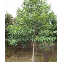 一年生含笑报价15公分含笑基地南京含笑产地